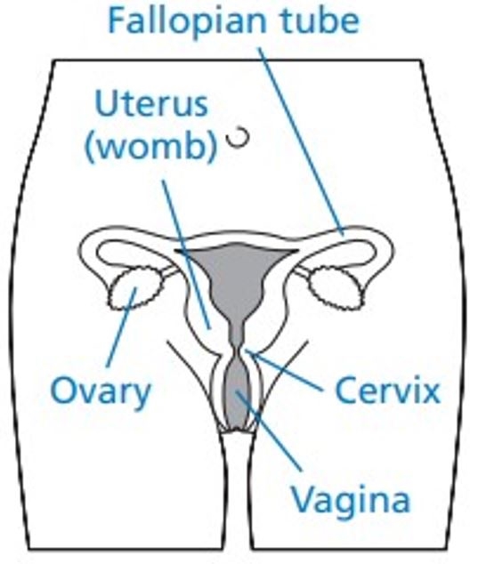 Image showing annotated female anatomy