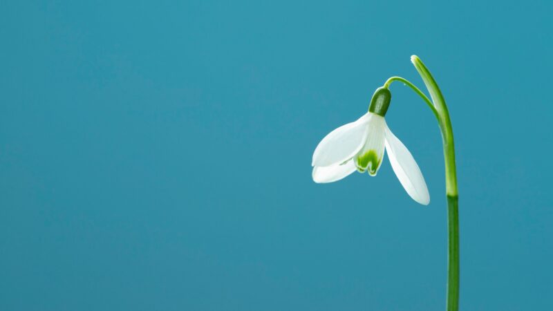 Snowdrop